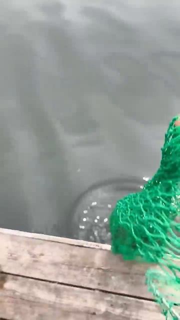 Главное процесс, но во время клёва веселее #лещнафидер #fishing #рыбалканафидер