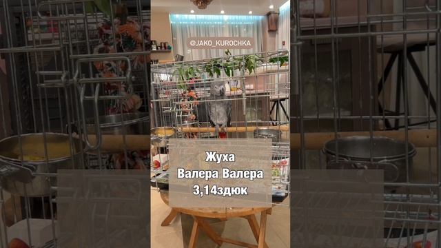 Наш компанейский Валерка!😁