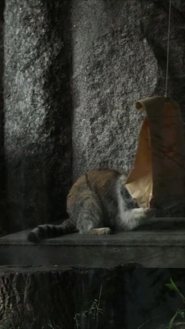 Манул в «Х5 Клубе»🐾 Теперь мы заботимся и опекаем Тимошу из Московского зоопарка! #манул #кот