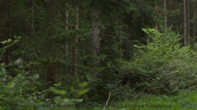 Леса оживают как картина на этой музыке - Way-to-West -- Ketsa -- Reflective Processes