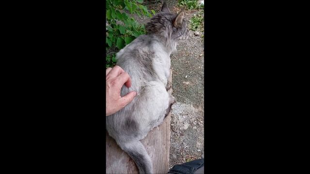 Кот. Кос