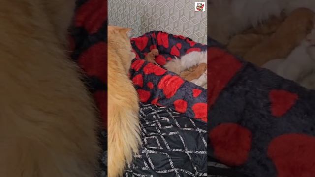 Пикселюша сегодня весь день с Семьёй 😻❤️😽🍼🐈🐈🐈🐈🐈