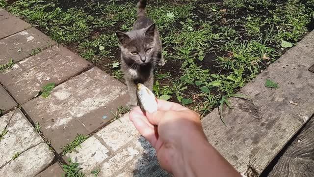 Сара вернулась!