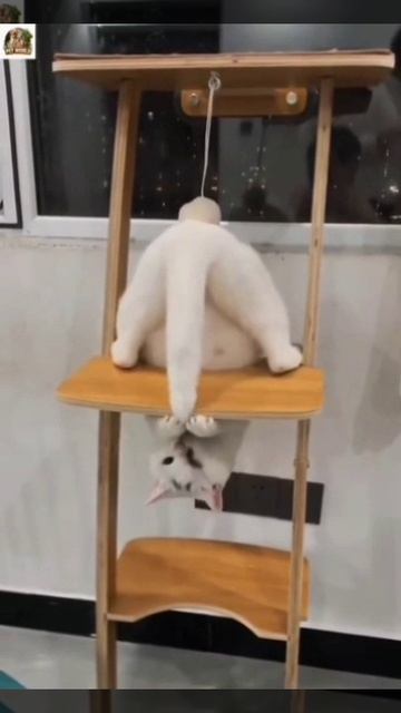 Забавные котики 🐈🐈🐈
