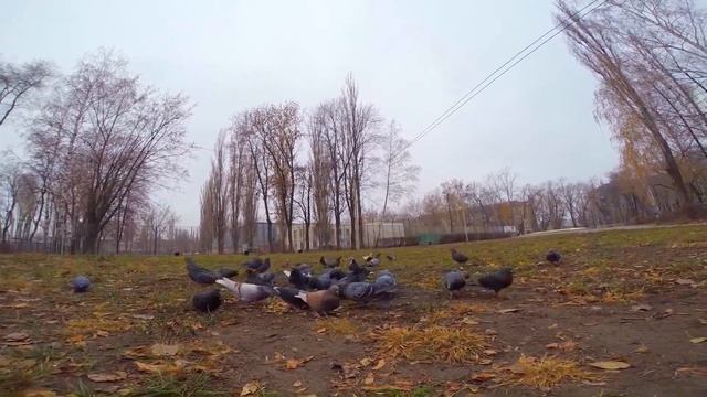 inline skating zero degrees Celsius (HD)
