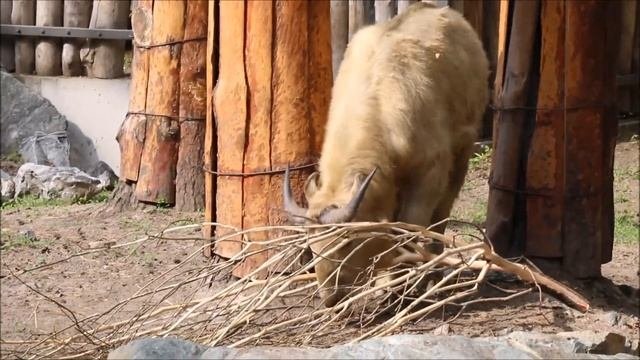 Малышка золотистых такинов освоилась в вольере и гуляет одна 11.06.2025