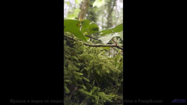 Эта музыка УБИВАЕТ - но как красиво! - There He is Bridge -- New Millennium String Band -- NMSB