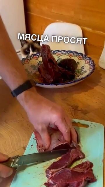 Кадры не для слабонервных: Гепард и мясо  #russia #топ #обзор