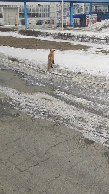 Лису совершенно не пугает то что есть снимают...