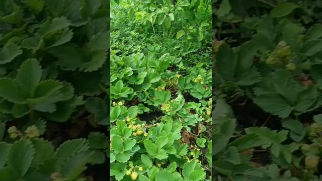 у меня урожай хороший . Клубника