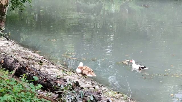 Парк имени Хетагурова 17.06.25.