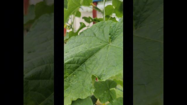 🥒А ВЫ ослепляете ОГУРЦЫ?🥒😊 Сколько пазух?🤔