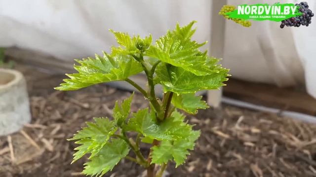 Мой виноградник на 21.04.2025