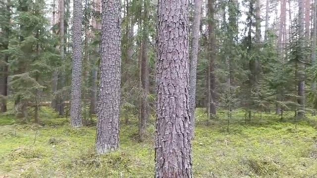 Кемпинг. Настилы под палатку с электричеством
