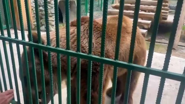 Сотрудники РГО Сочи навестили спасенного ими из сафари-парка медведя Винни