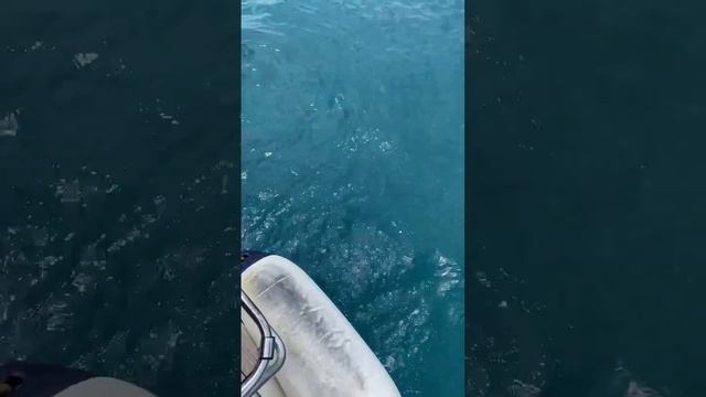 Запуск пароходов несущих наши мечтания