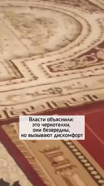Черные жуки захватили село...