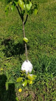 Муравьи не любят синтепон.