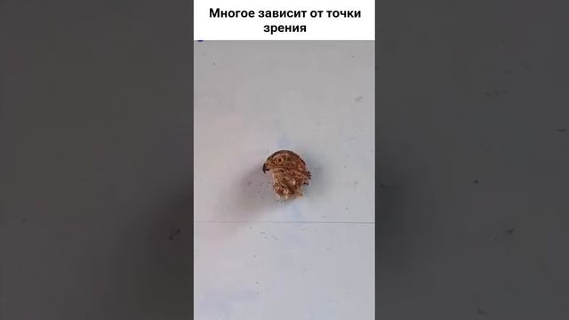 красота