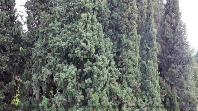 Закаты горят ярче, когда фон заполняет этот трек - Bass Of Hearts -- Podington Bear -- The Hump (Box