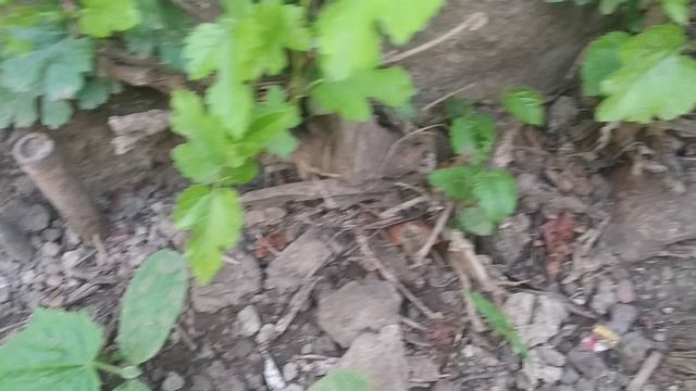 Огородное видео ! Ужасная погода !Юг России 🏝️!