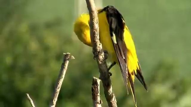 Самые красивые животные на планете: обзор удивительных созданий ч.7