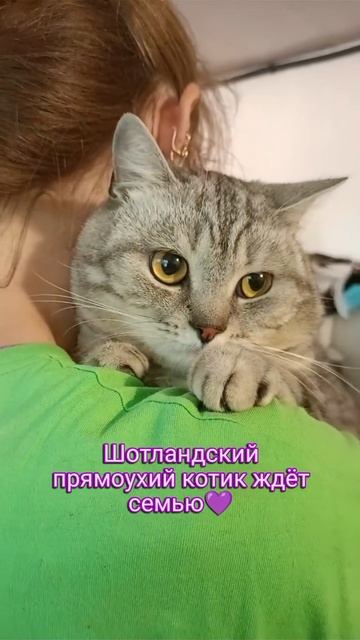 Шотландский прямоухий котик ждёт семью