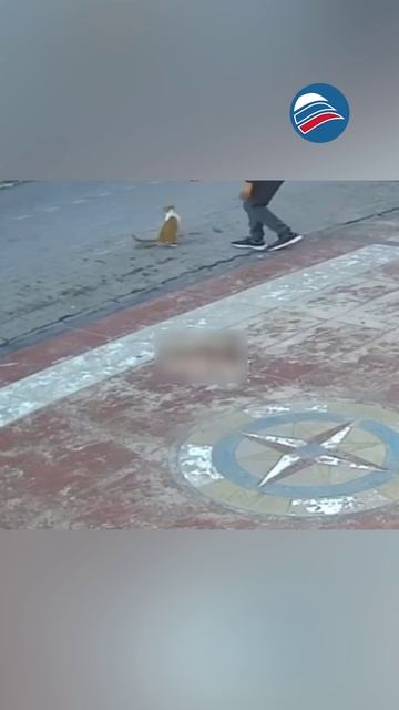 Чудо на улице: случайный прохожий спас кота от удушья