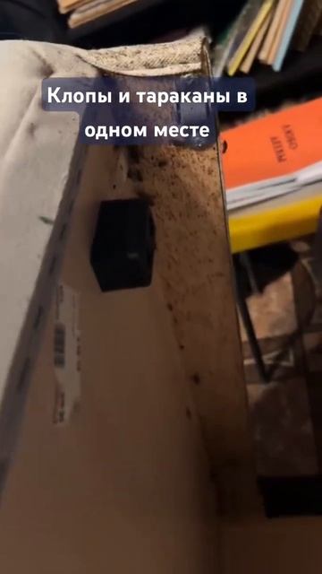 Зараженная клопами и тараканами квартира в Химках. Выведем на 100% за 2 обработки. Dez-delo.ru
