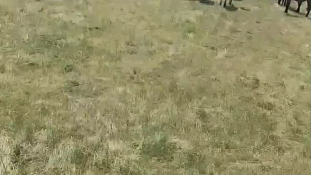 Лошадки