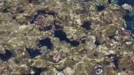 Прозрачная вода красное море