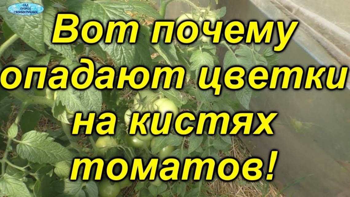 🌿 Чем подкормить помидоры, чтобы завязи не осыпалась?