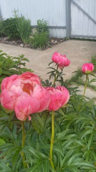 Дача июнь 2025