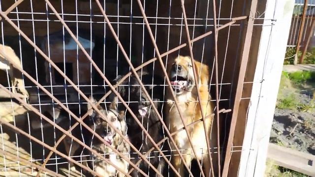 Спасите Помогашу-рыжее солнышко в нашем приюте.