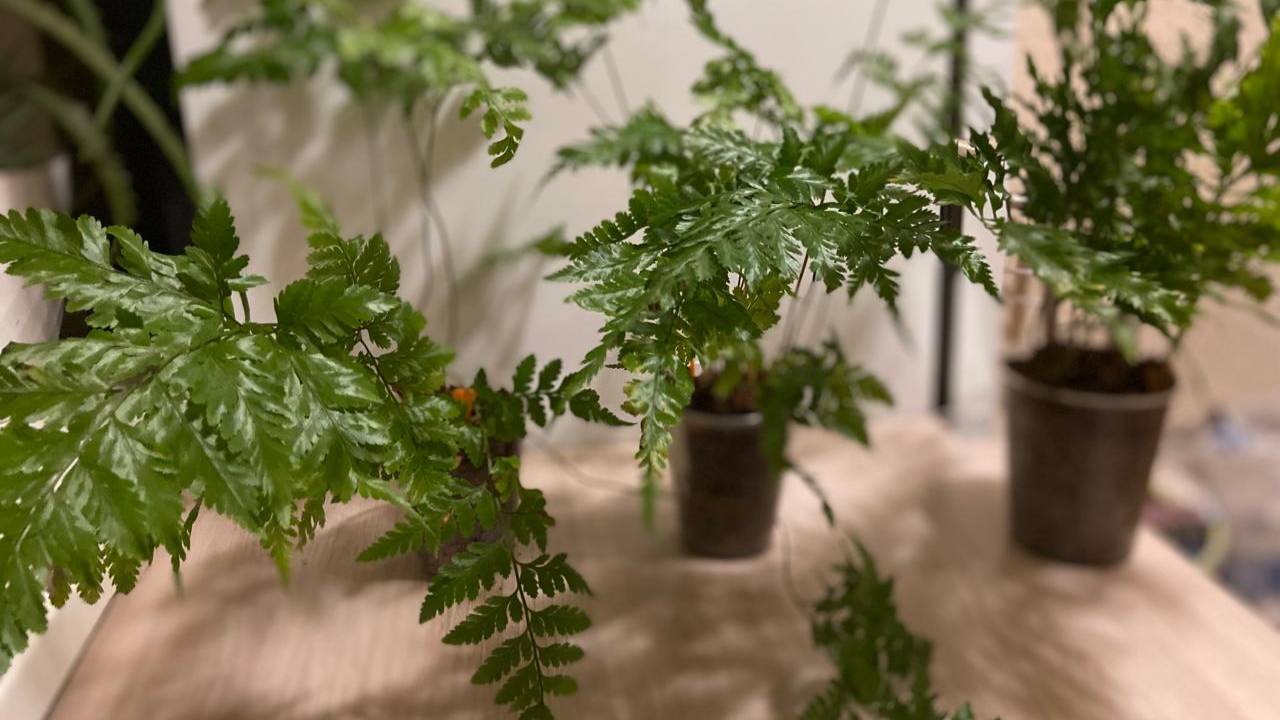 №75 Экзотические растения из Таиланда. Часть1.