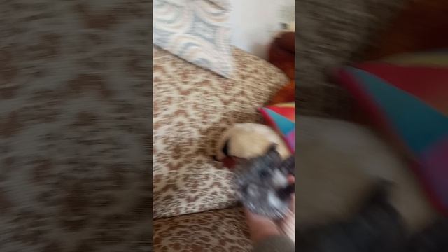 ёжик по имени данил








чесно говоря  мы не придумали имя ёжику