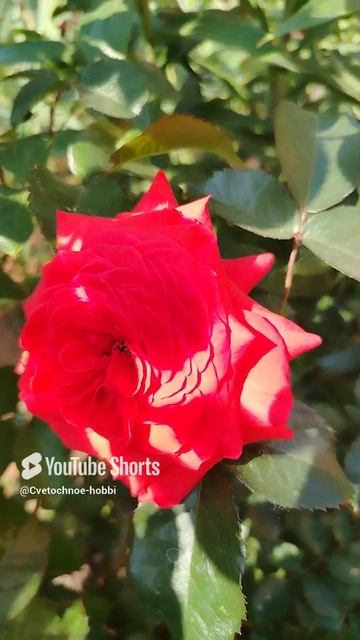Роза 🌹 Салита #rose #розы #flowers #сад #garden #природныепейзажи