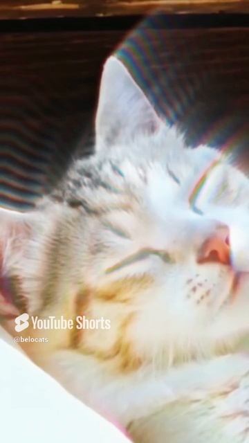 и в чём он не прав?! #belocats #cat #cats #belarus #motivation #shorts #беларусь #кот #коты