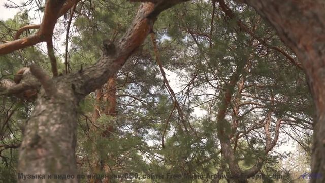 Эта композиция написана нулевой точкой вакуума - услышьте квантовый шум! - Frogs In Tuxes -- Podingt