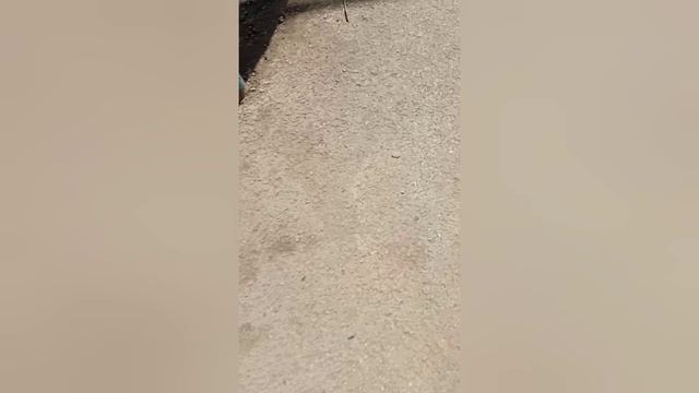 кошачий футбол 🇷🇺⚽🐱😂🇧🇾