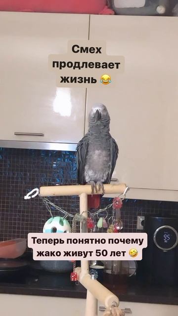 Смех попугая Валеры