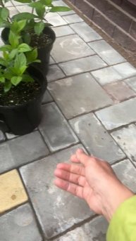 Обзор метельчатой гортензии 15.06.25