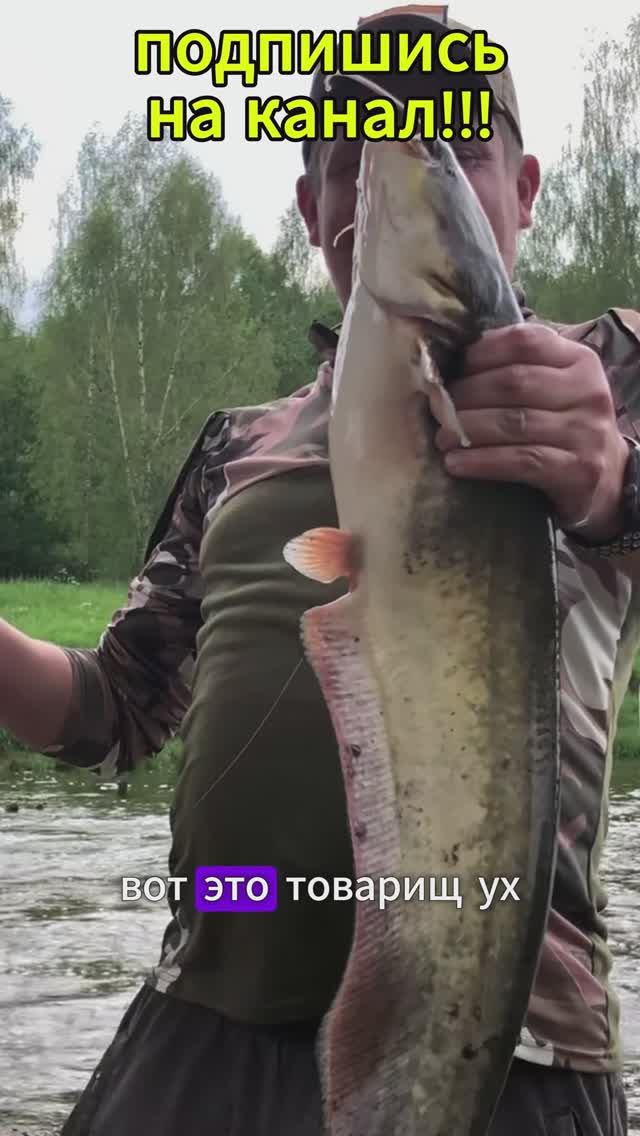 РЫБАЛКА | СУПЕР ПОКЛЕВКА | СОМ🎣👉 #рыбалка #fishing #рыбак #сом #catfish #река #донка #пиявка