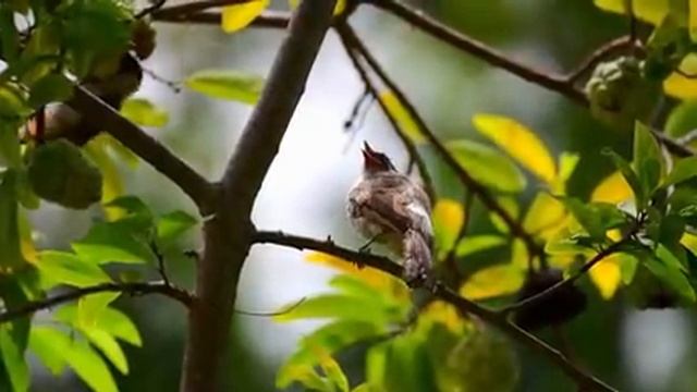 Самые красивые животные на планете: обзор удивительных созданий ч.19