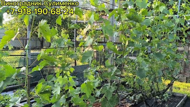 Работа в винограднике в июне!