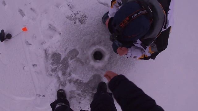 Налим на живца за два дня до запрета! вот так удача! ловля на жерлицы! Первый лёд 2021!