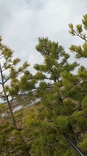 Налёт пары белолобых