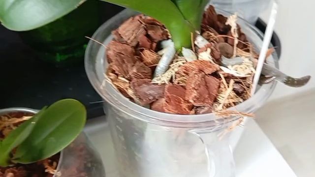 КАК Я ОСТАВИЛА СВОИ ОРХИДЕИ БЕЗ ПОЛИВА НА 14 ДНЕЙ 🌱💖🚀