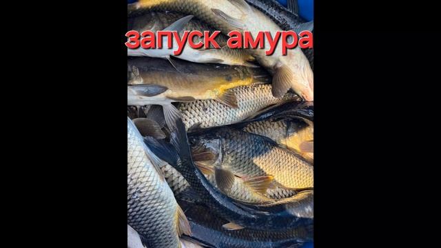 запуск сазана