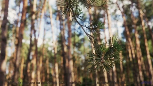Мелодия раскрывает тайные тропы в сердце лесов - Немые и пресные -- Фиорд -- Невзялазь